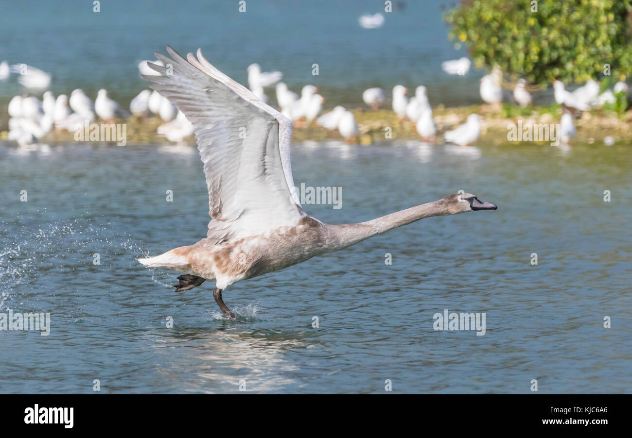 Swan Cygnet (Cygnus olor) volando a bassa quota sopra un lago in autunno nel West Sussex, in Inghilterra, Regno Unito. Foto Stock
