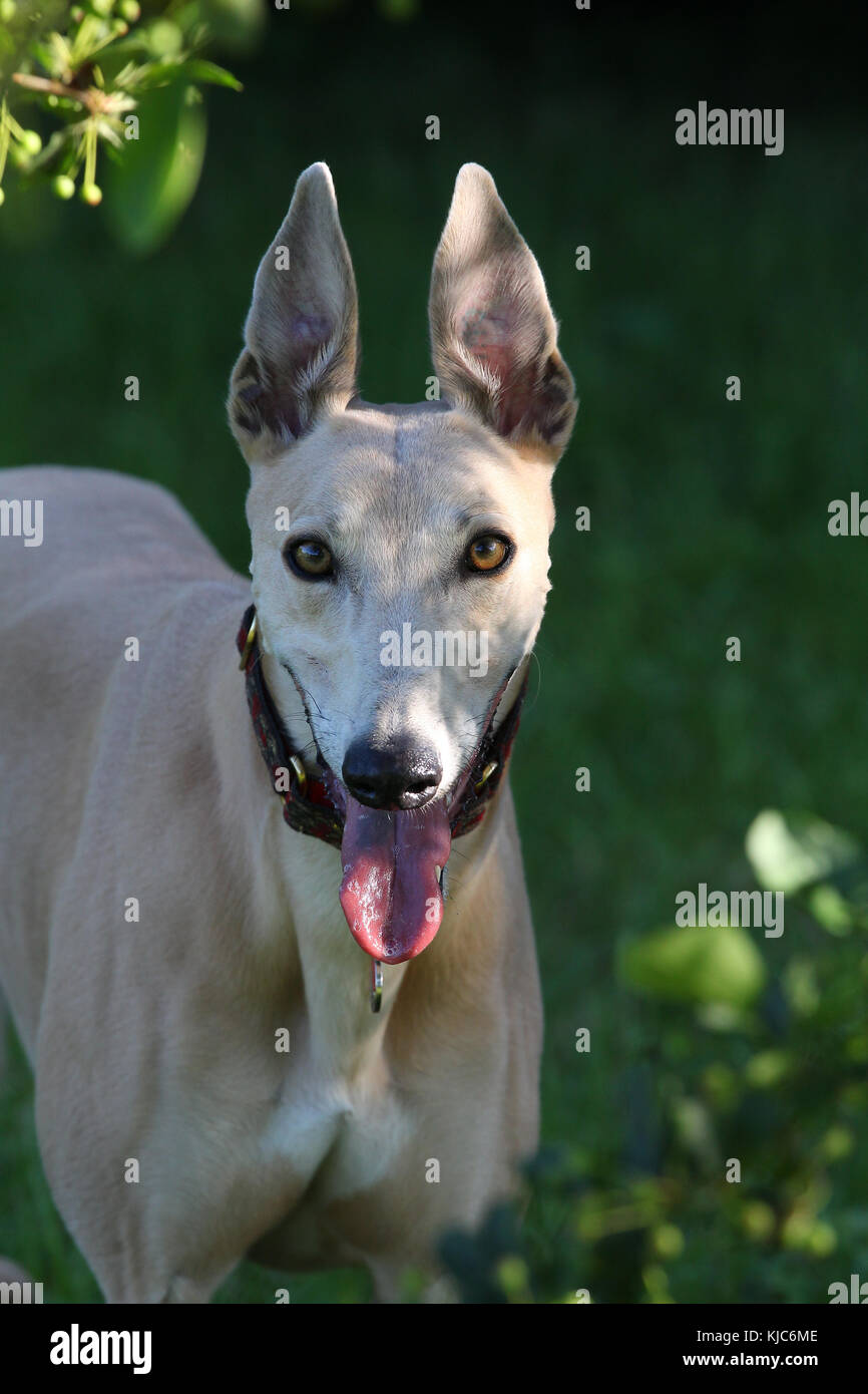 Testa e spalle con ritratto in Greyhound che guardano la panoramica della fotocamera Foto Stock