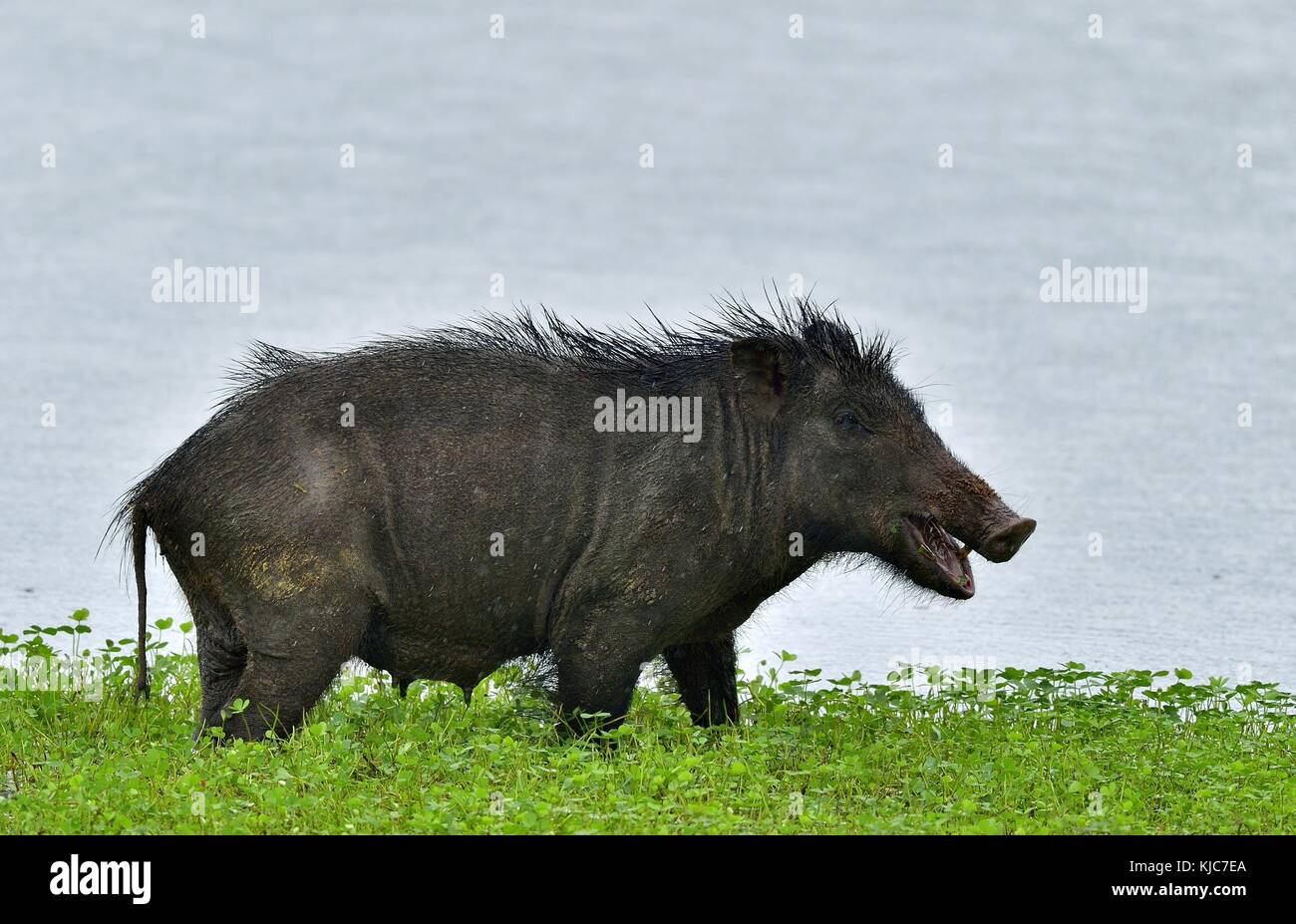 L'indiano il cinghiale (Sus scrofa cristatus), noto anche come il maiale andamanesi moupin o suino. Yala National Park. sri lanka Foto Stock