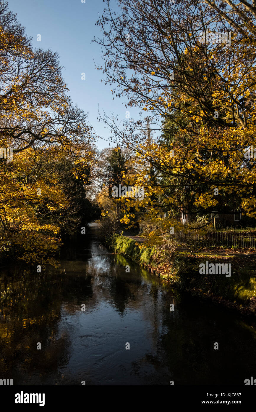 Colori autunnali sugli alberi e foglie cadute in Salisbury Wiltshire Foto Stock