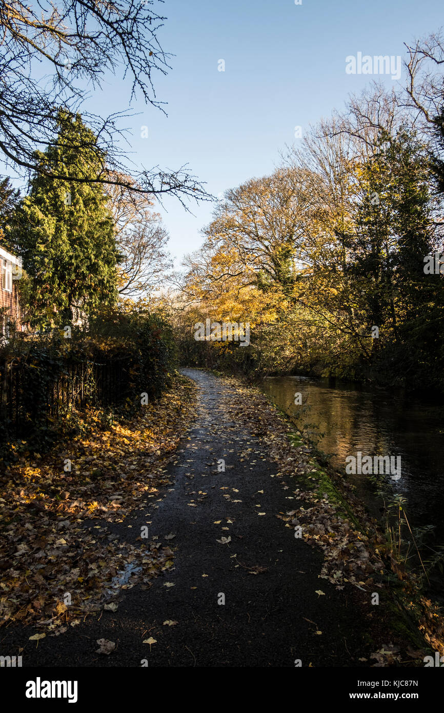 Colori autunnali sugli alberi e foglie cadute in Salisbury Wiltshire Foto Stock