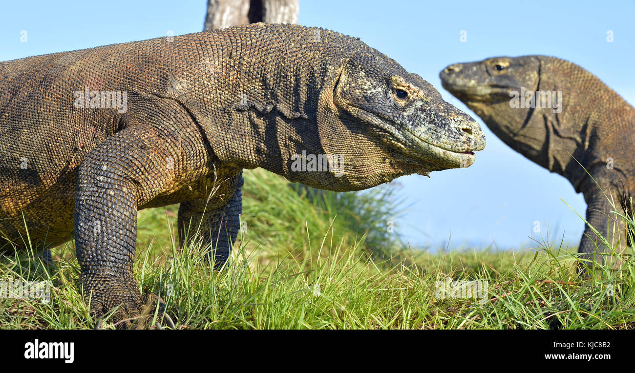 Ritratto Del Drago Di Komodo Varanus Komodoensis La Pi Grande ritratto-del-drago-di-komodo-varanus-komodoensis-la-pi-grande