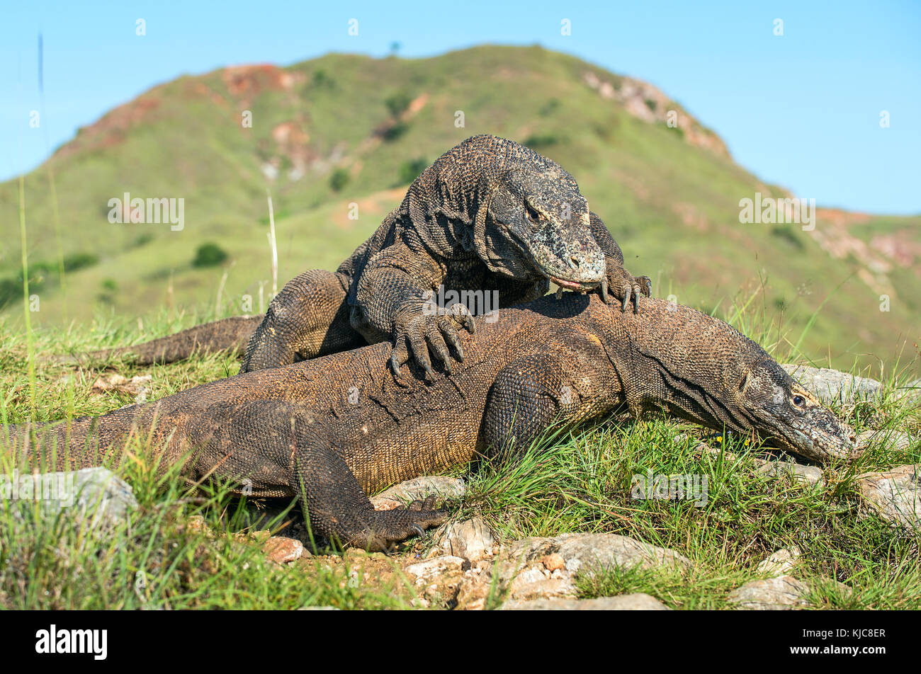 La lotta dei draghi di Komodo (Varanus komodoensis) per il dominio. è la più grande lucertola vivente nel mondo. isola rinca. Indonesia. Foto Stock