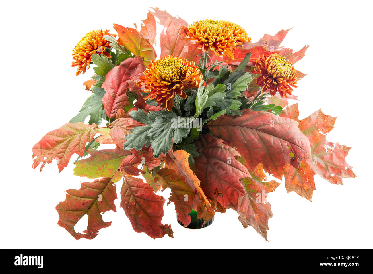 Bel bouquet autunnale crisantemi con foglie di quercia colorate bianco isolato Foto Stock