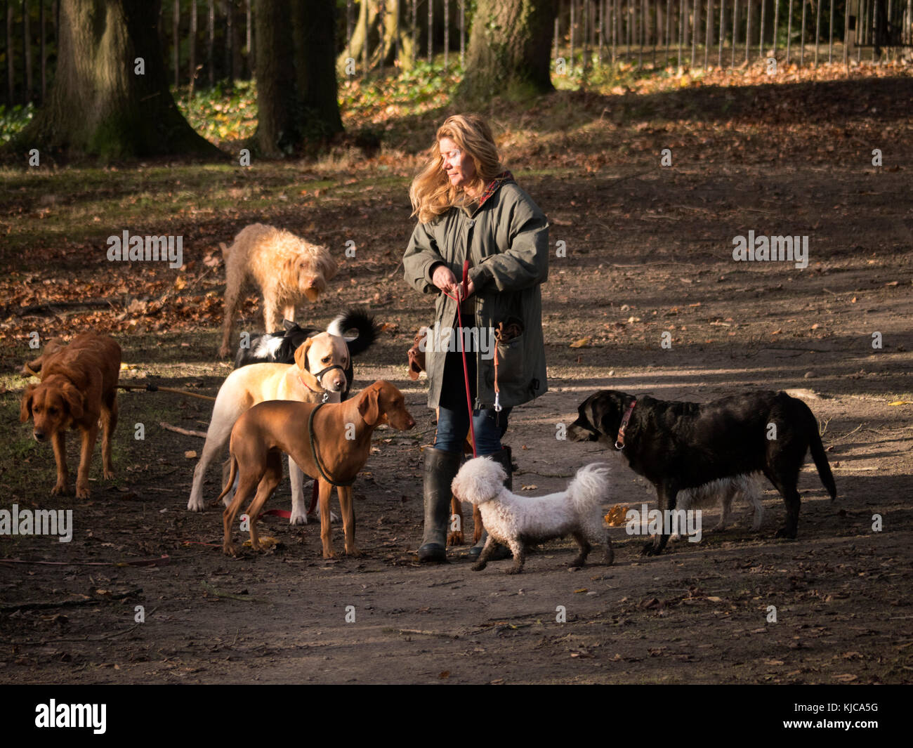 Camminatore per cani a Hampstead Heath Londra Regno Unito Foto Stock