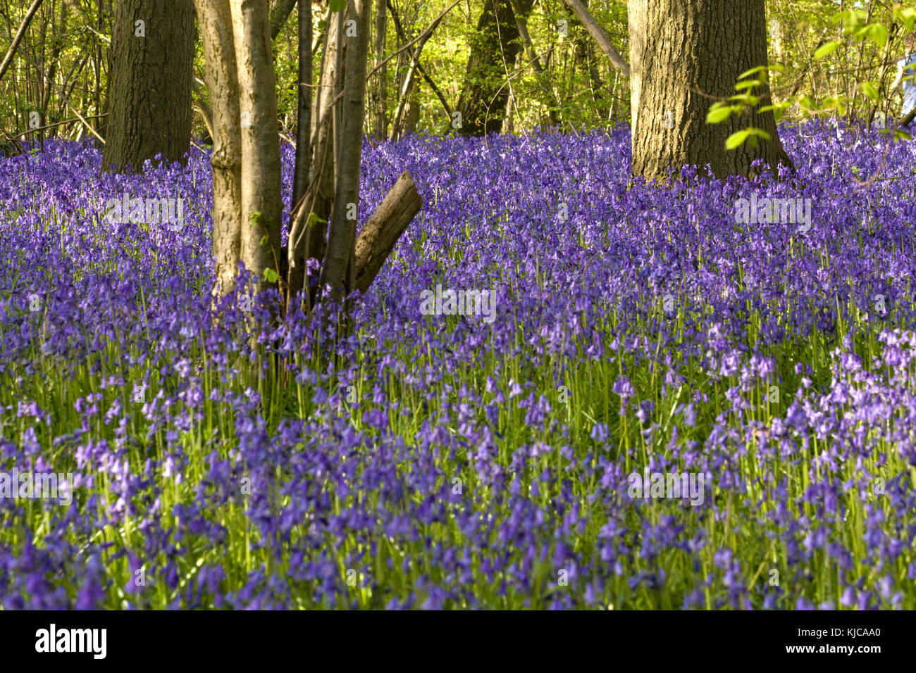 Bluebells in fiore in un bosco in Oxfordshire, Inghilterra Foto Stock