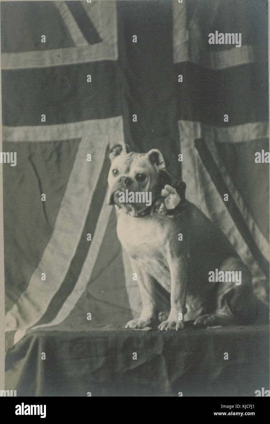 Joker in attesa per la chiamata (HS85 10 29607) Foto Stock