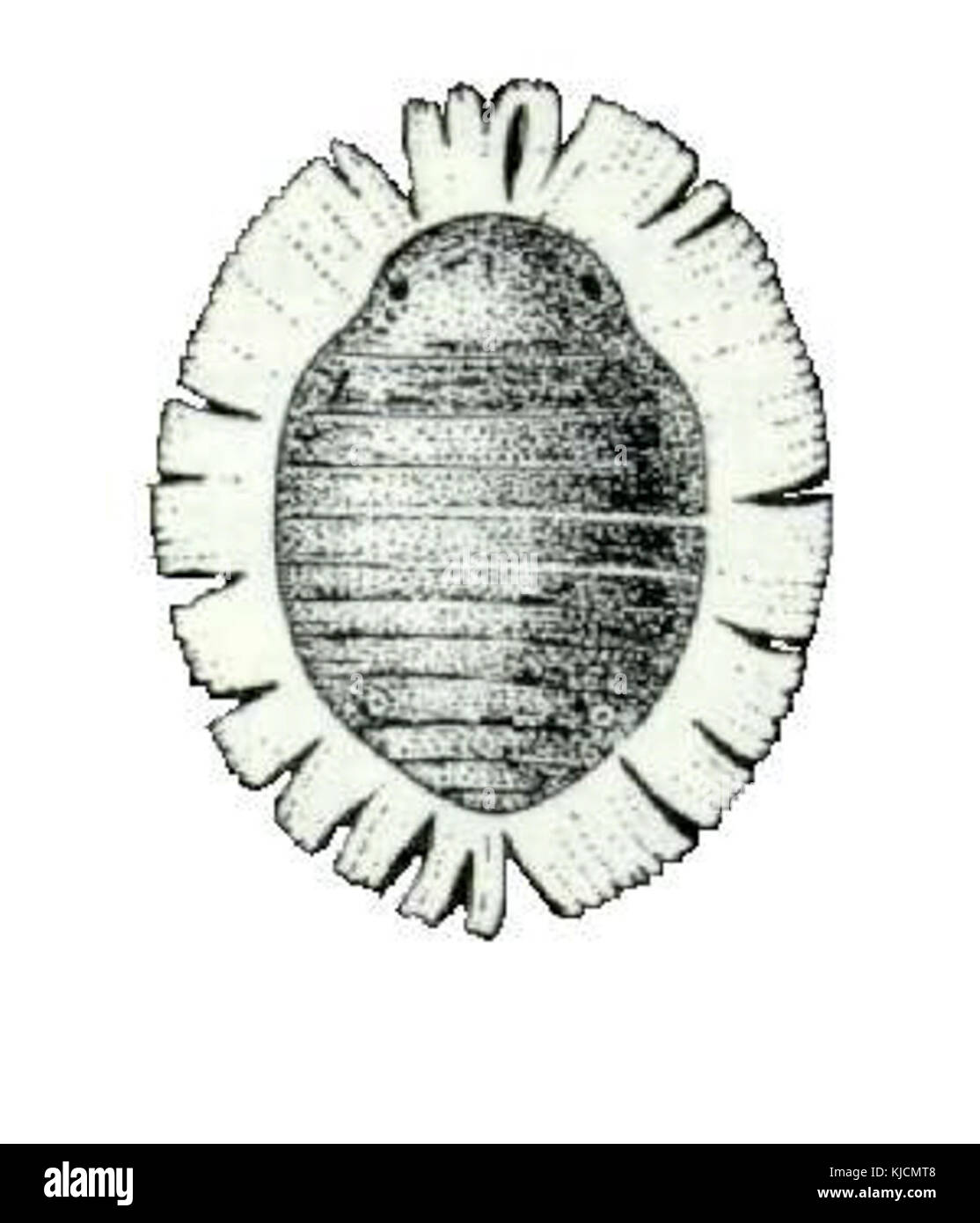 Cerataphis lataniae è una specie afidica studiata da CSIRO, nota per la sua associazione con le palme. Questa ricerca mette in evidenza il suo ruolo negli studi entomologici e nella gestione degli organismi nocivi. Foto Stock