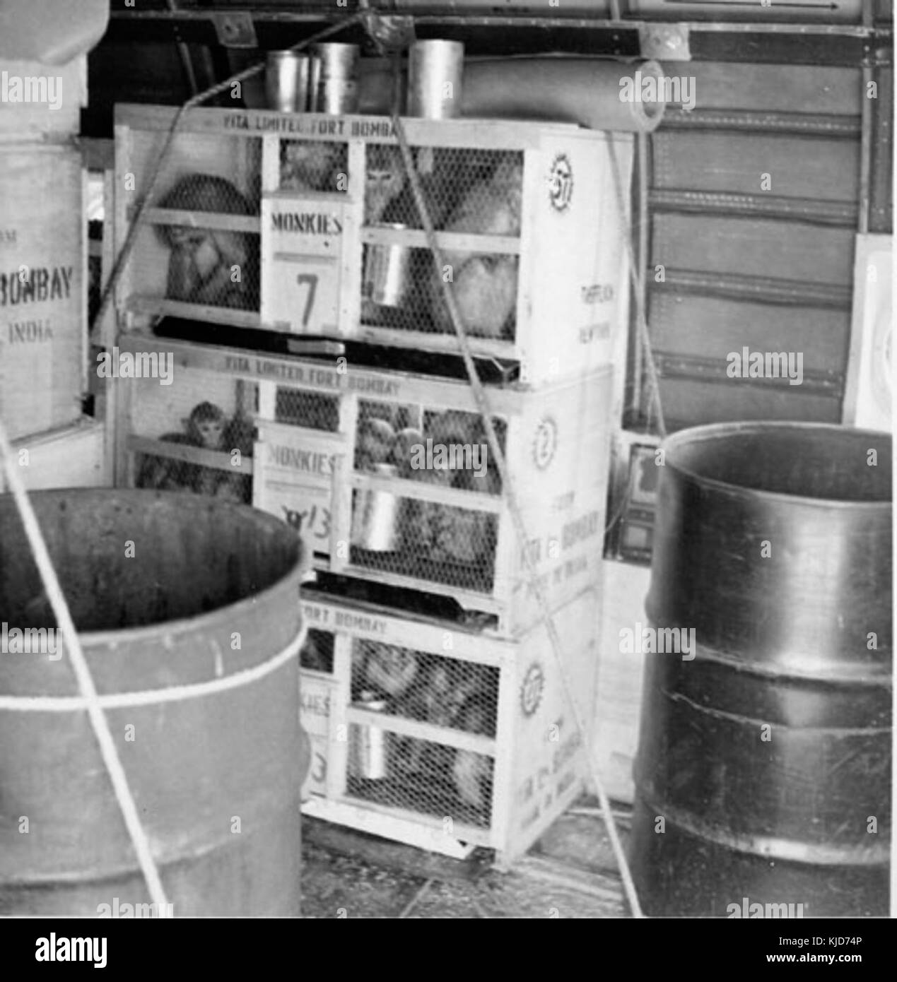 Questa immagine storica mostra le scimmie in gabbia a bordo di un volo Transocean Airlines negli anni '1950 Le scimmie erano probabilmente parte di un esperimento scientifico o di un trasporto di animali durante quell'epoca. Foto Stock