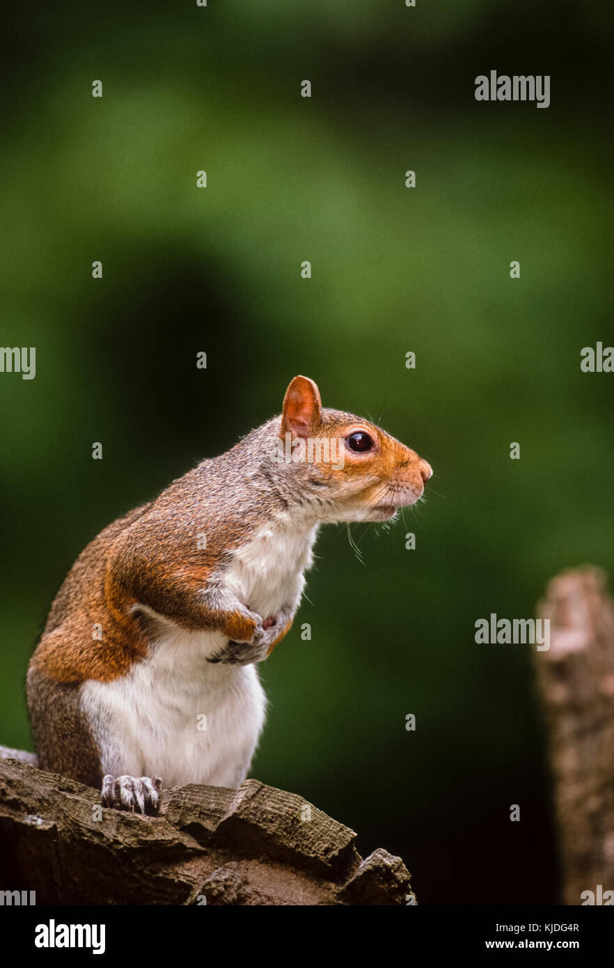 Scoiattolo grigio o grigio orientale scoiattolo (Sciurus carolinensis), Regents Park, London, Regno Unito Foto Stock