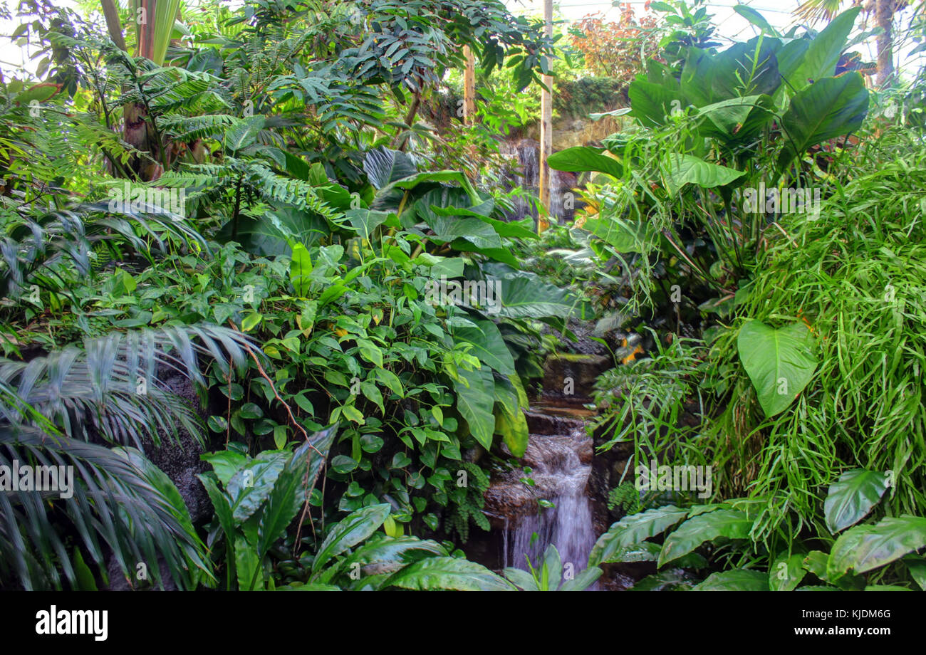 La Gfp st louis giardini botanici laghetti cade in climatron Foto Stock