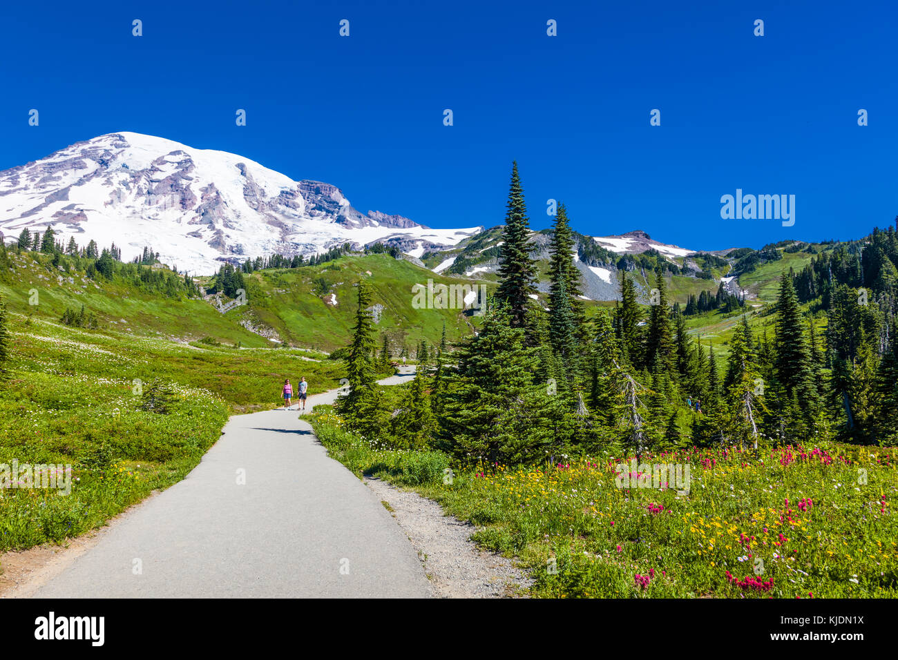Il mirto cade sentiero a piedi al paradise sezione di Mount Rainier National Park nello stato di Washington negli stati uniti Foto Stock
