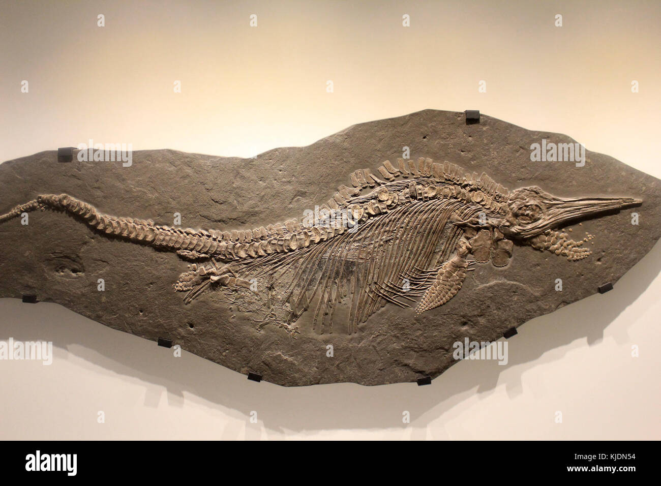 Gfp stenopterygius ichthyosaur Foto Stock