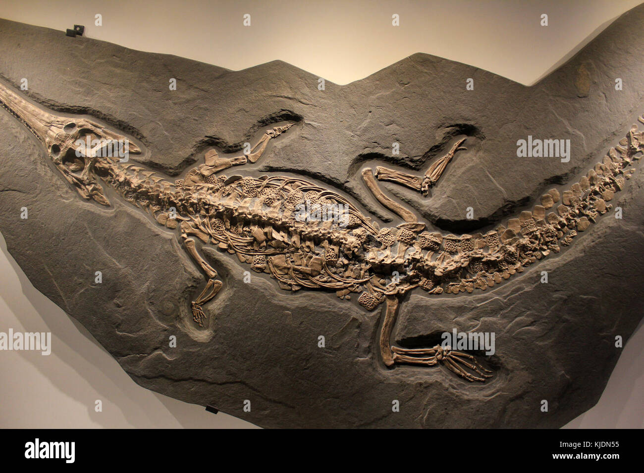 Steneosaurus Gfp Foto Stock