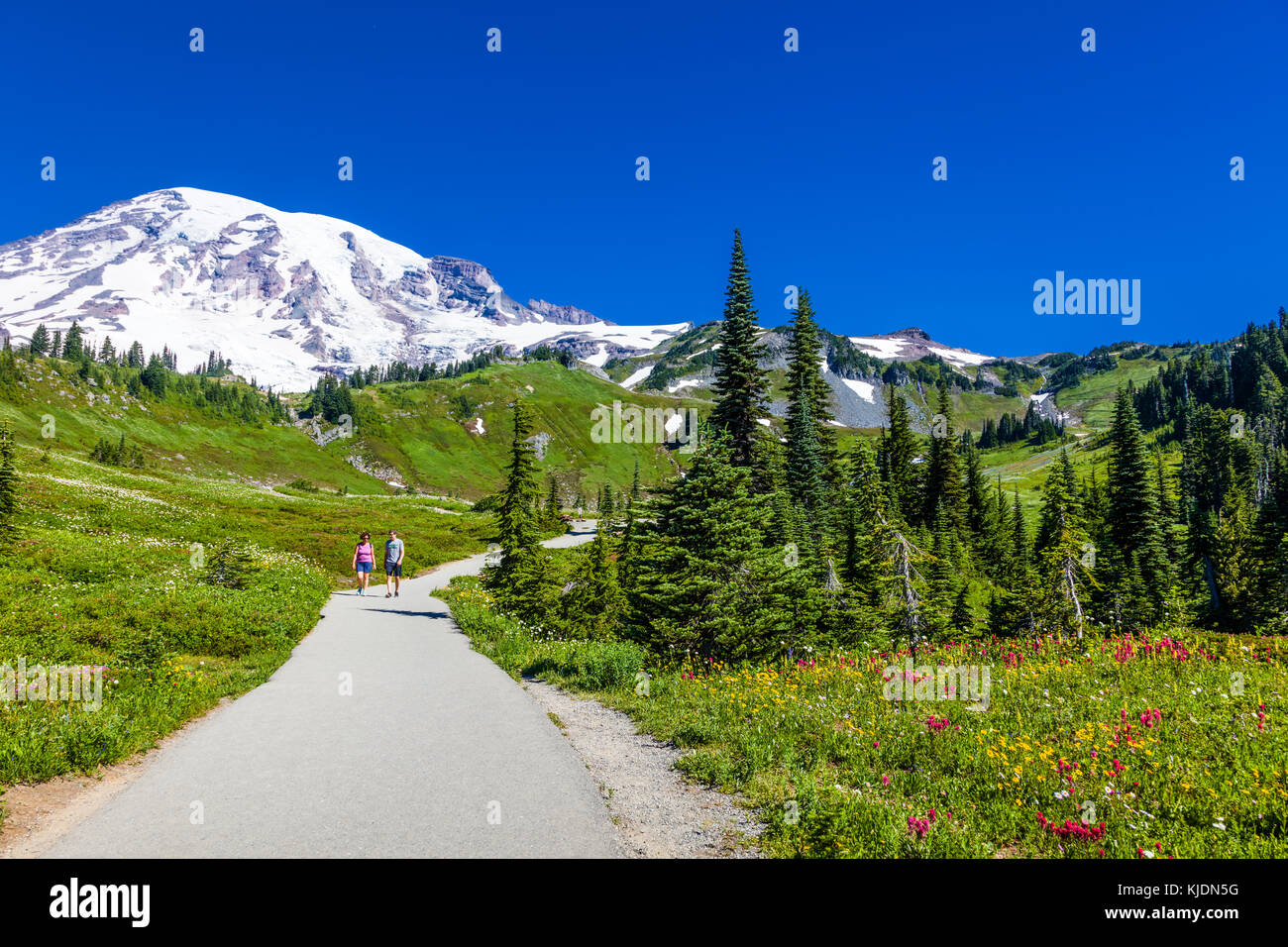 Il mirto cade sentiero a piedi al paradise sezione di Mount Rainier National Park nello stato di Washington negli stati uniti Foto Stock