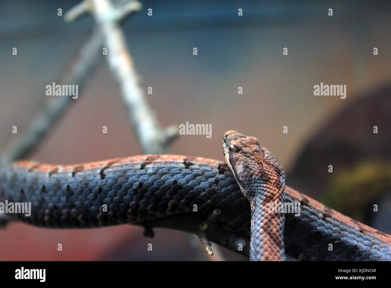 Croce di GFP rattlesnake nastrati Foto Stock