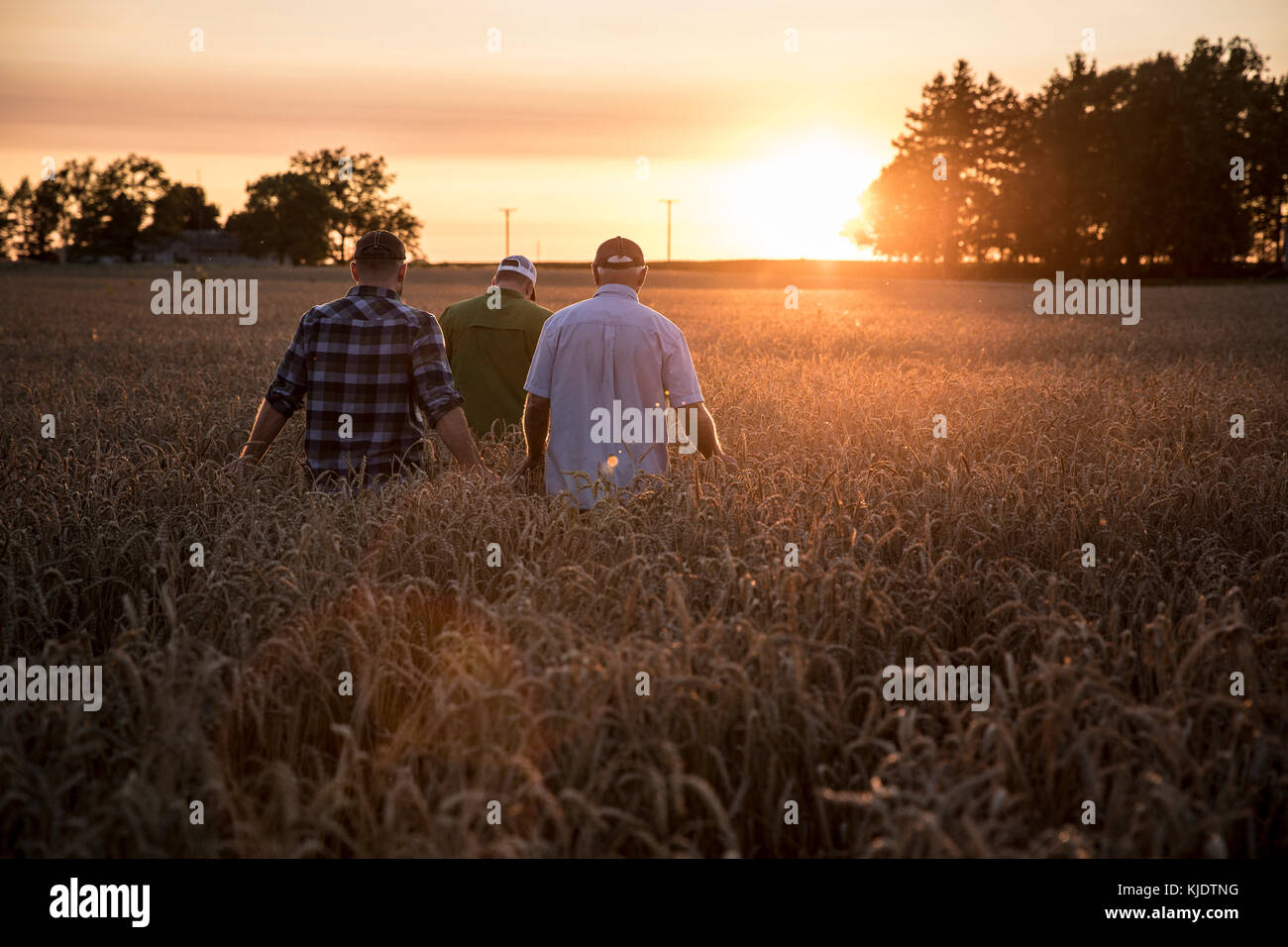 Uomini caucasici camminando tra campo di grano Foto Stock