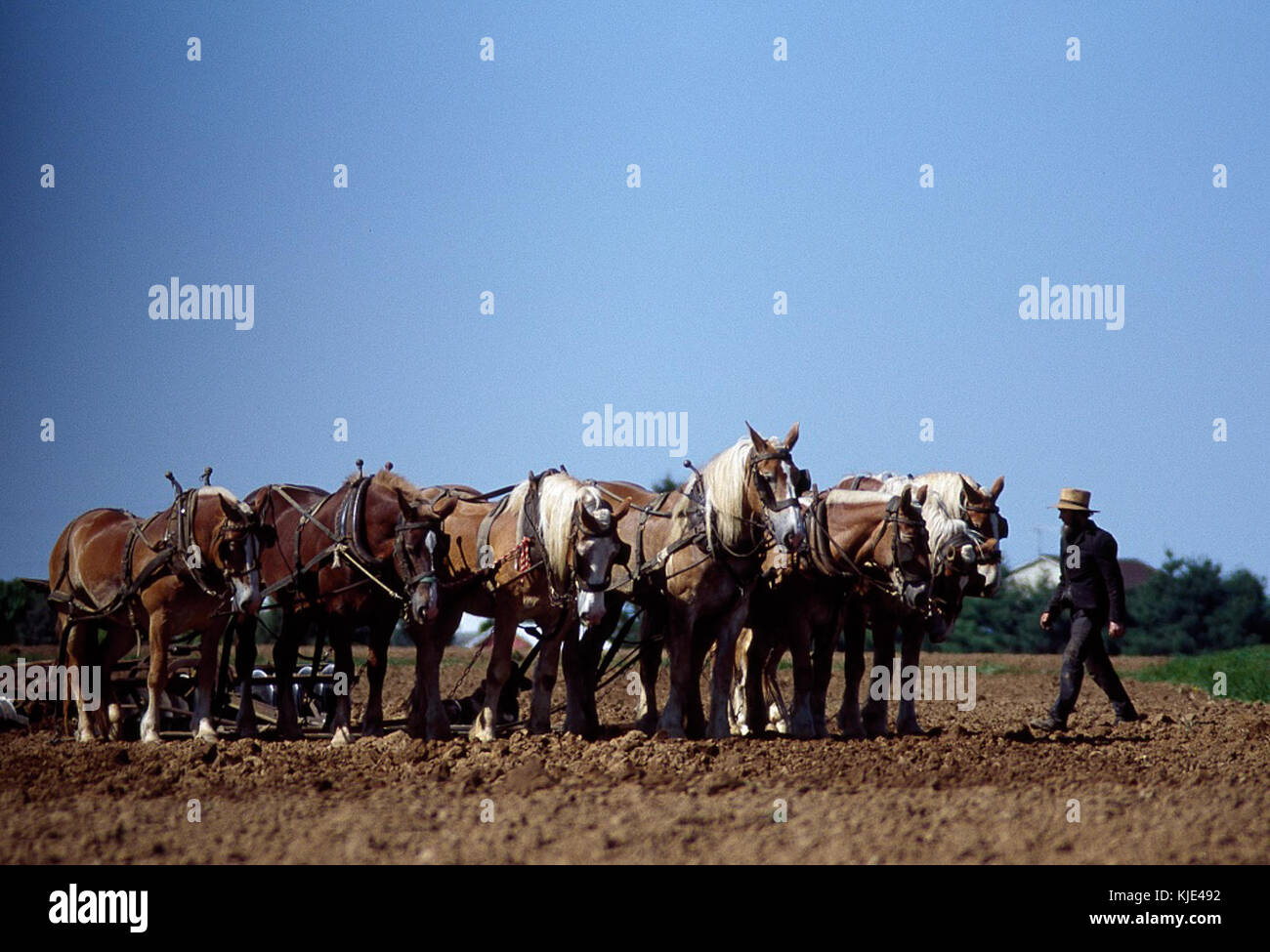 L'agricoltore Amish e il suo team di progetto di cavalli 15973V Foto Stock