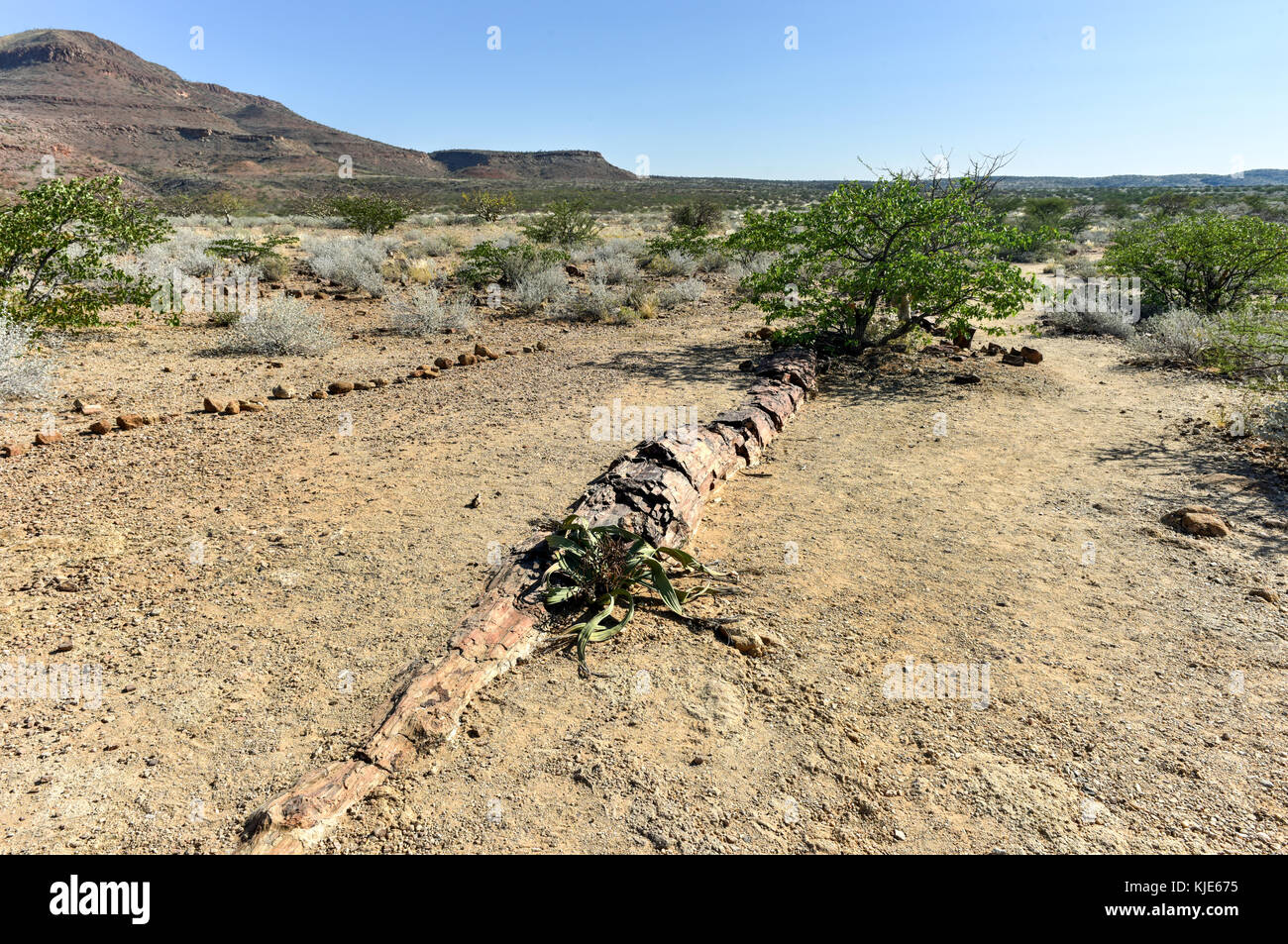 Welwitschia mirabilis in 280 milioni di anni vecchia foresta pietrificata, al di fuori di khorixas, Namibia. Foto Stock