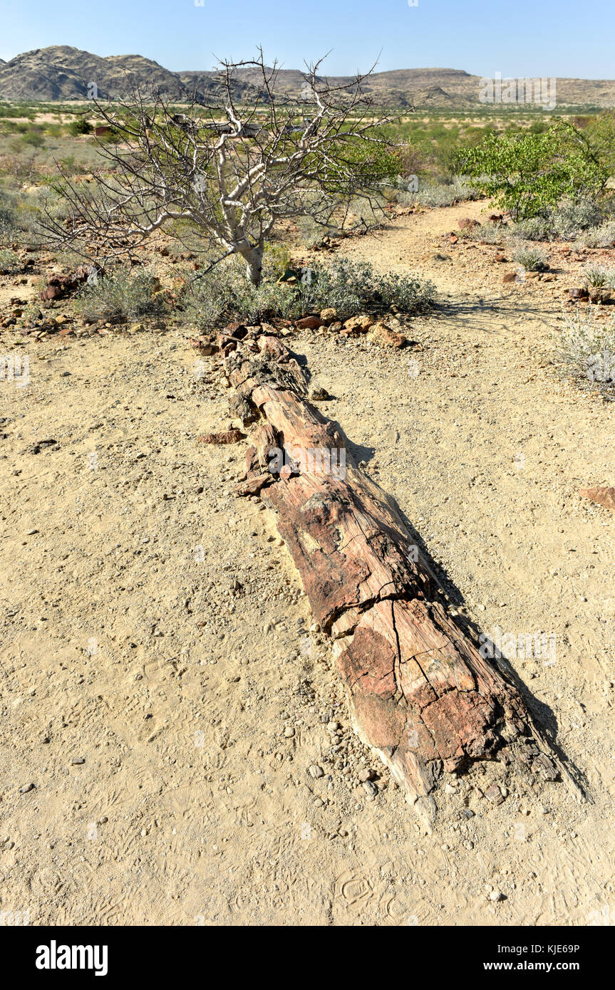 280 milioni di anni vecchia foresta pietrificata, al di fuori di khorixas, Namibia. Foto Stock