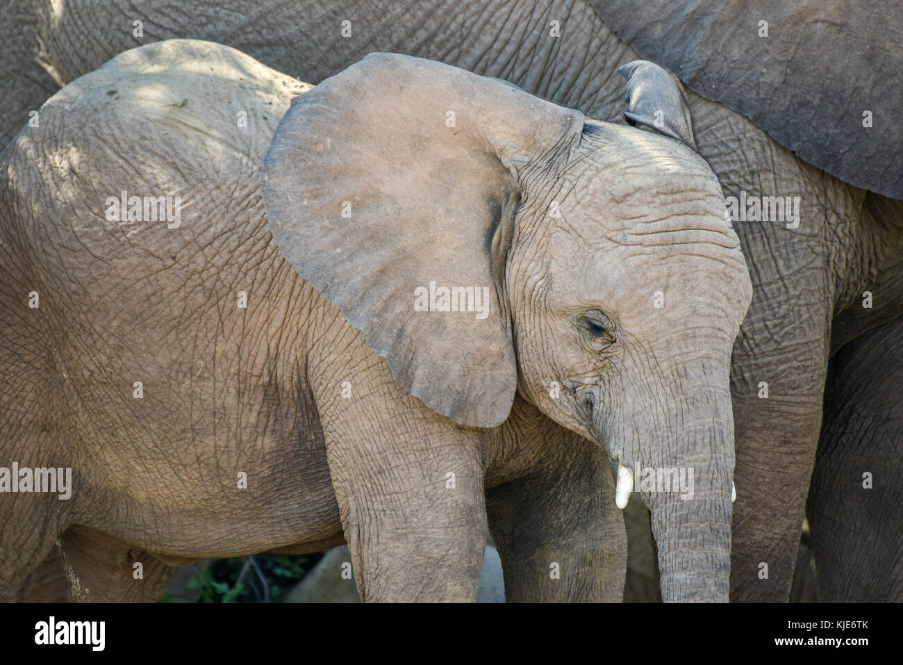 Bush africano Elefante africano (Loxodonta africana) che hanno fatto le loro case del Namib Desert. abitazione gli elefanti sono univocamente adottata a estremamente secca un Foto Stock