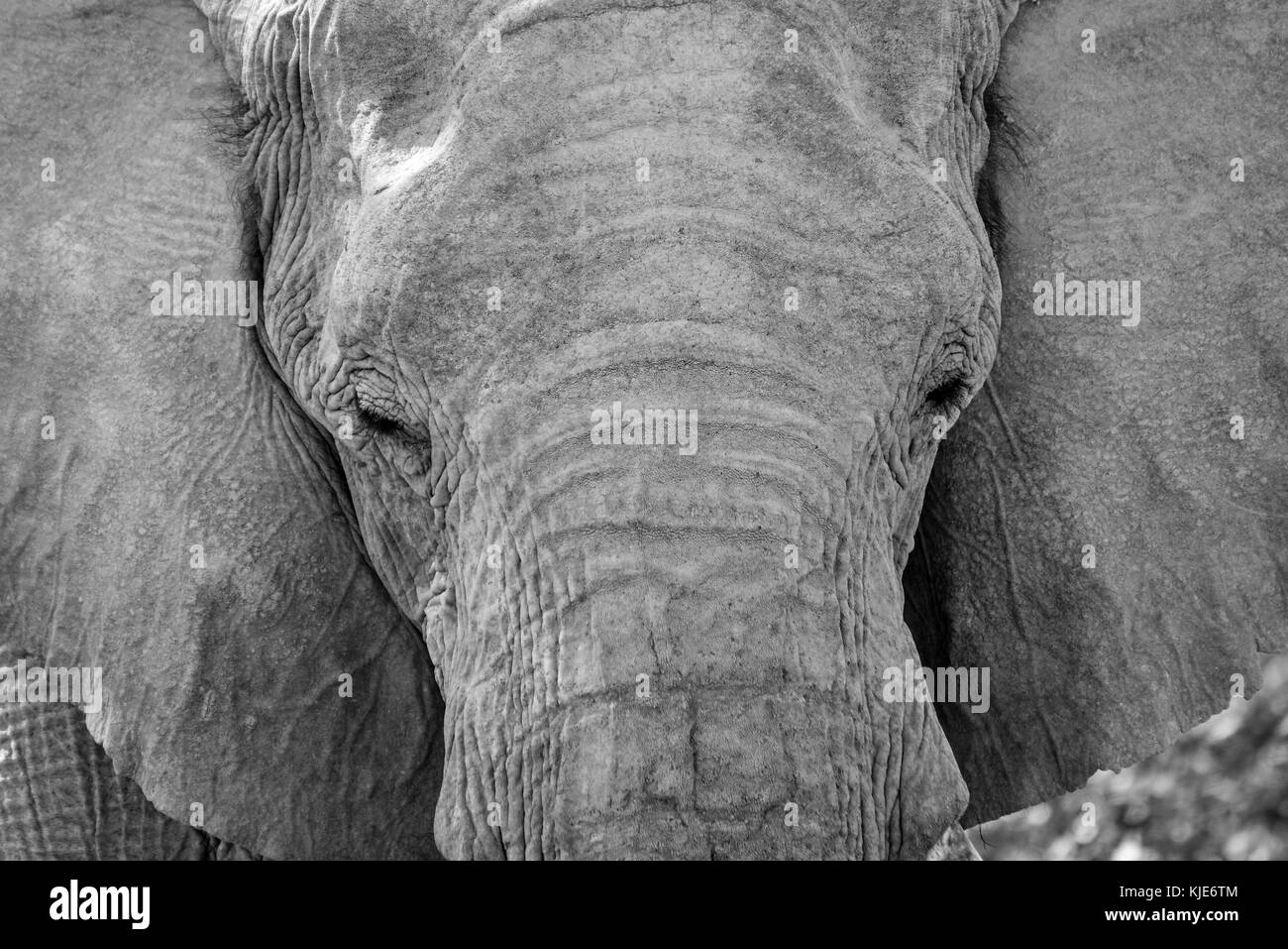 Bush africano Elefante africano (Loxodonta africana) che hanno fatto le loro case del Namib Desert. abitazione gli elefanti sono univocamente adottata a estremamente secca un Foto Stock