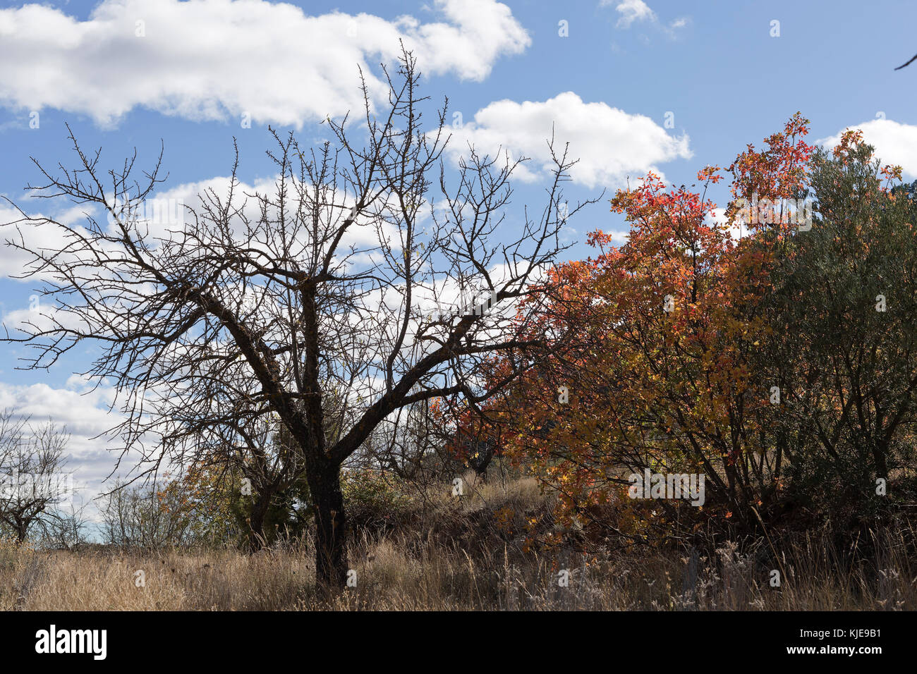 Albero in autunno in bogarra nella provincia di Albacete, Spagna Foto Stock