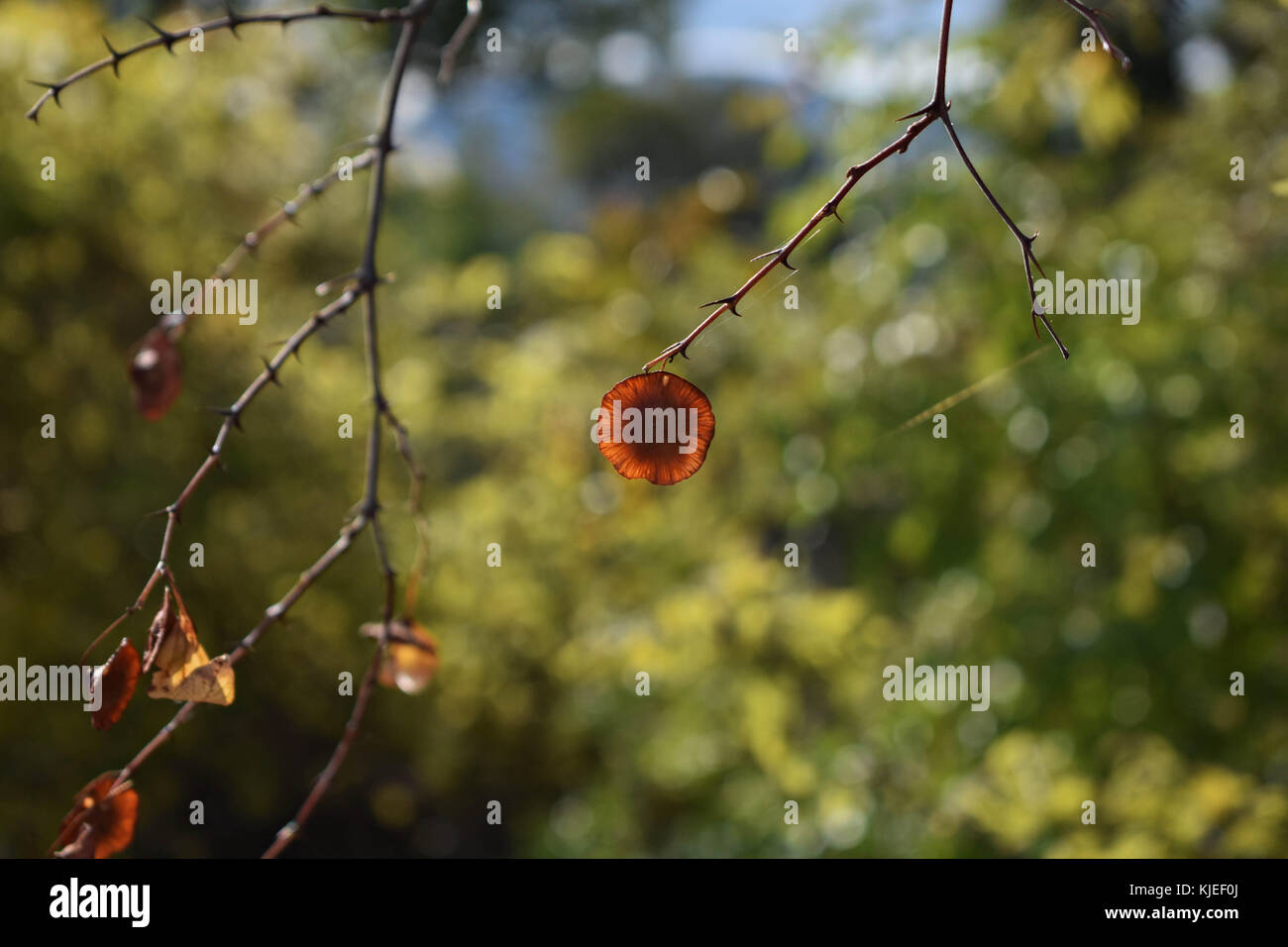 Secco Foglie di autunno a l'albero su un luminoso giorno/ fogliame sullo sfondo Foto Stock