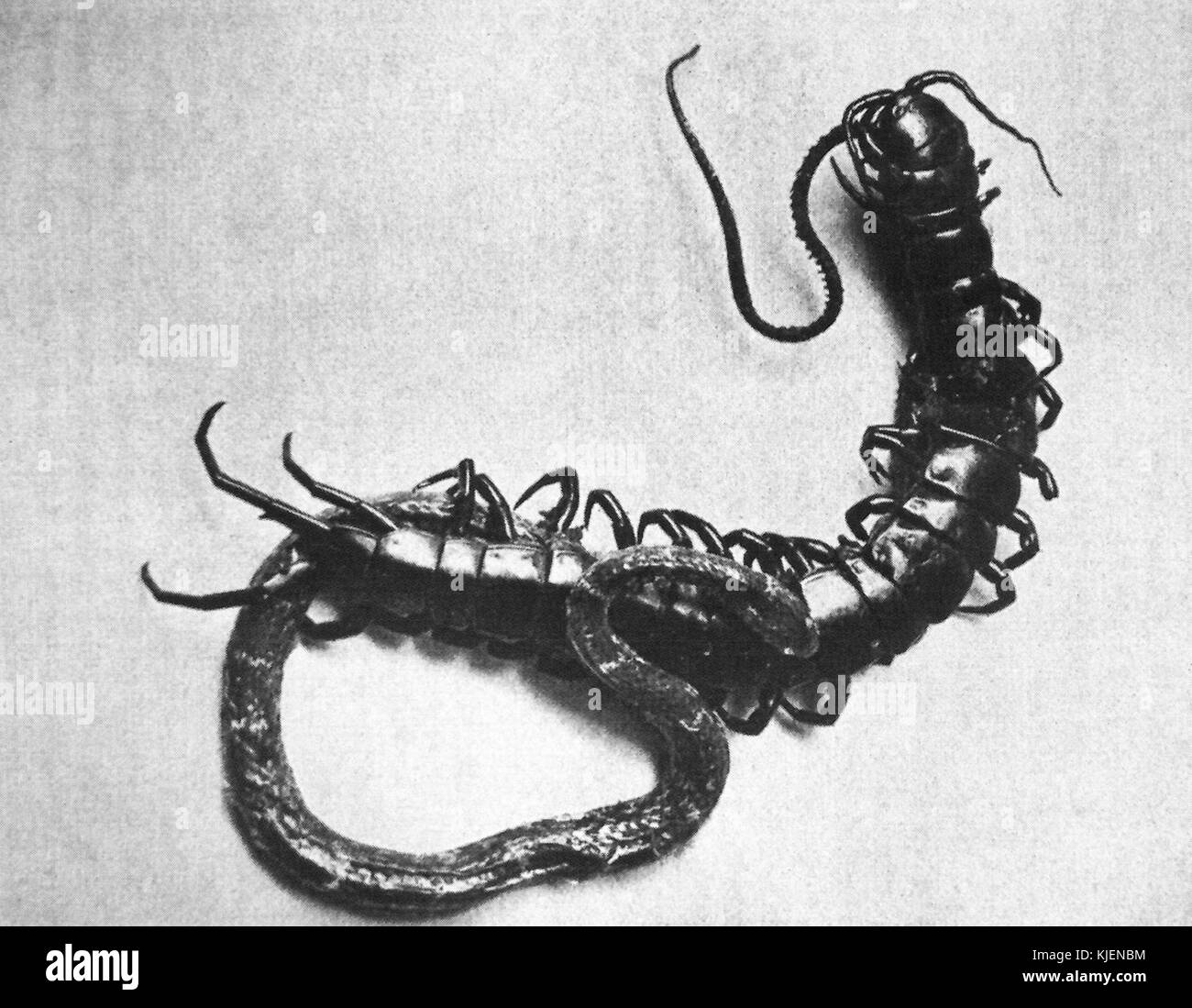 ScolopendraSnake Foto Stock