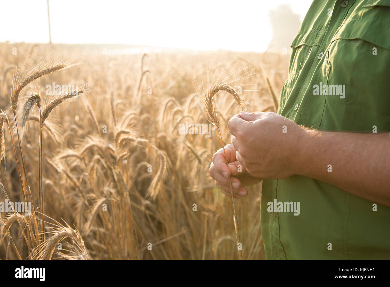 Le mani di uomo caucasico esaminando il frumento Foto Stock