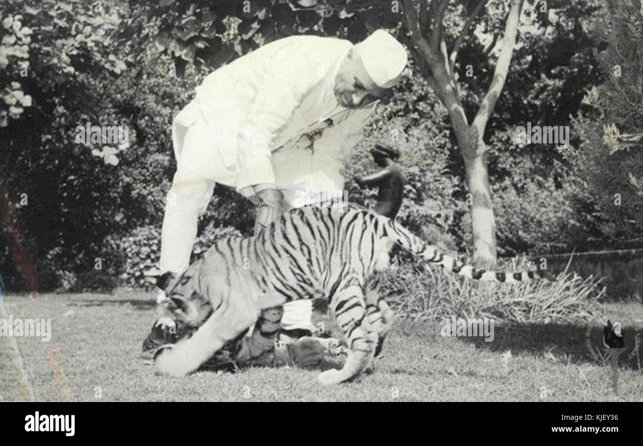 Jawaharlal Nehru con cuccioli di tigre Foto Stock