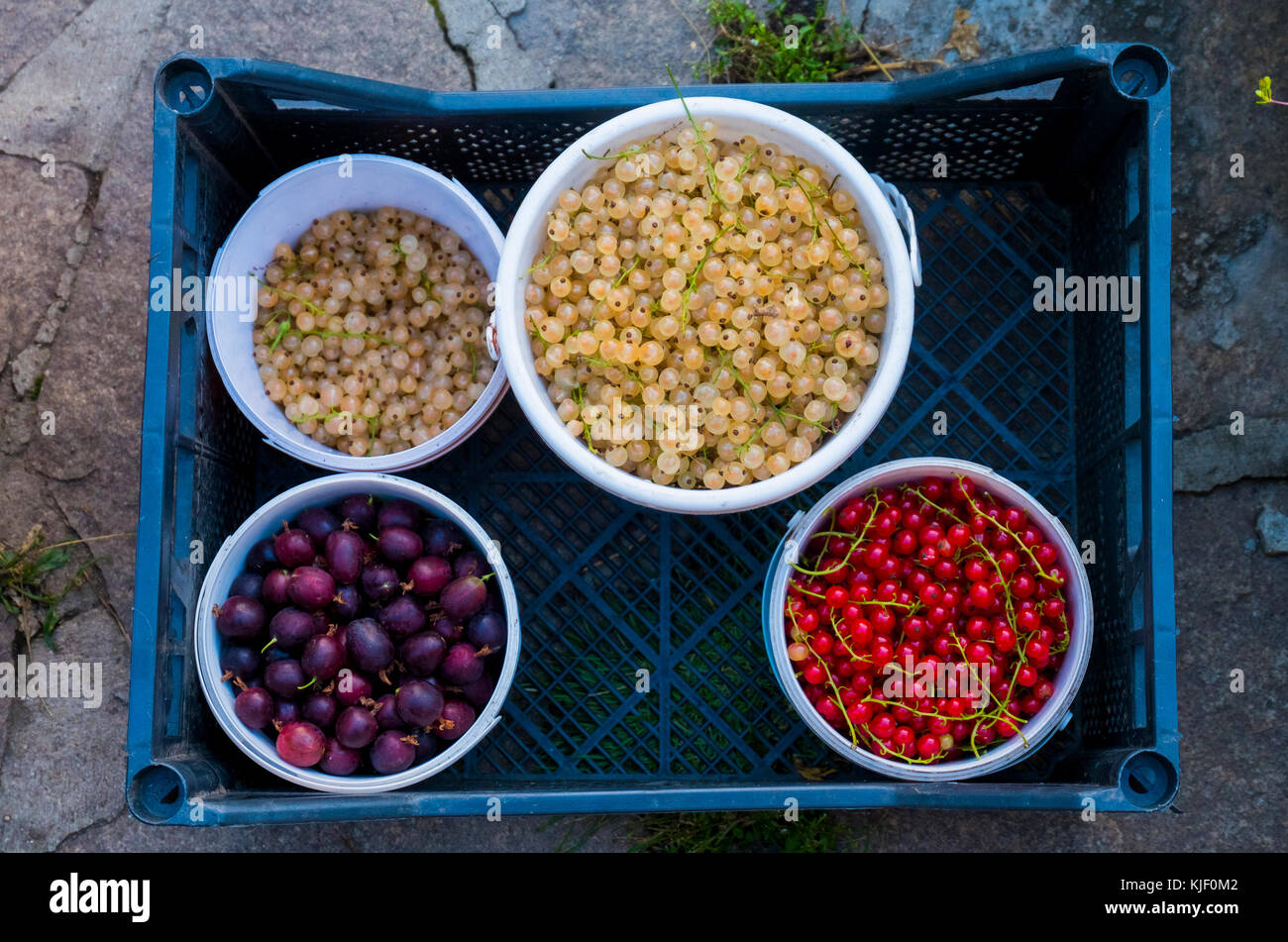 Bocce di frutti di bosco in basket Foto Stock