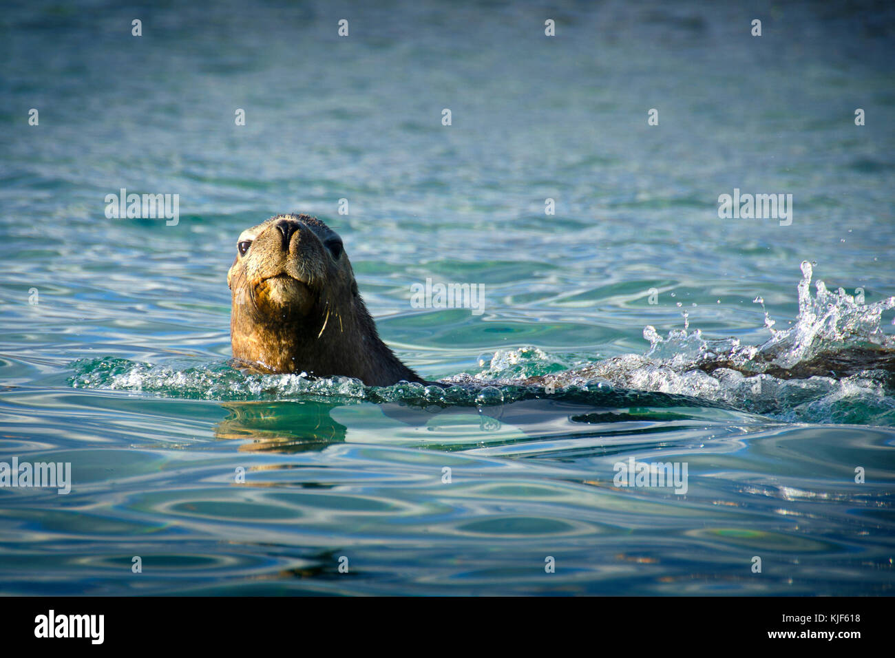 Australian Sea Lion (Neophoca cinerea). Isola di tenuta, Shoalwater Islands Marine Park, vicino a Rockingham, Australia occidentale Foto Stock