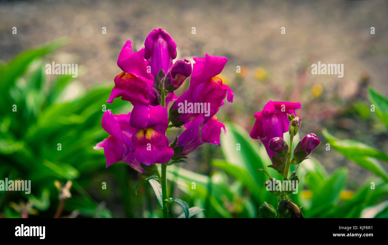 Bocca di Leone fiori nel giardino Foto Stock