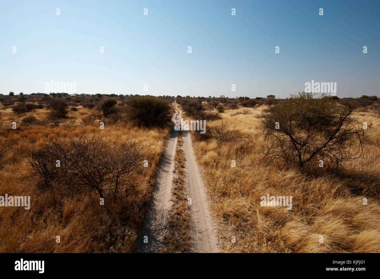 Pista di sabbia che attraversano la solitudes pianure africane in inganno Valley, Central Kalahari National Park, Botswana Foto Stock