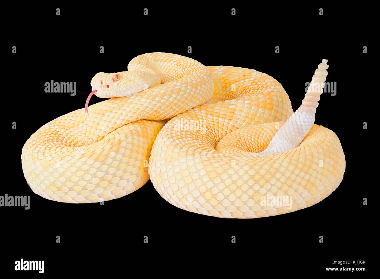 Albino, serpente a sonagli di diamanti occidentali, Crotalus atrox Foto Stock