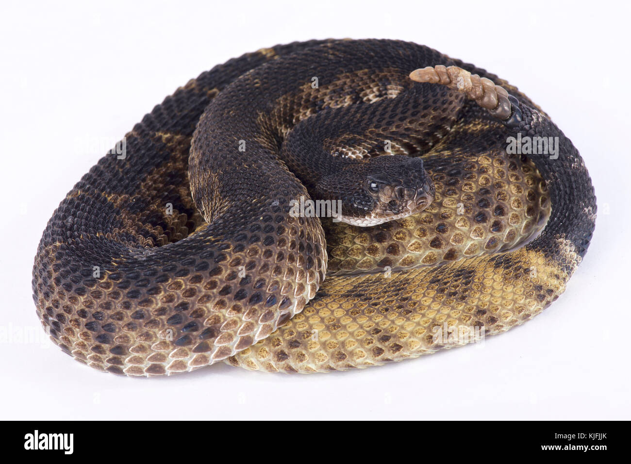 western diamondback serpente a sonagli, Crotalus atrox Foto Stock