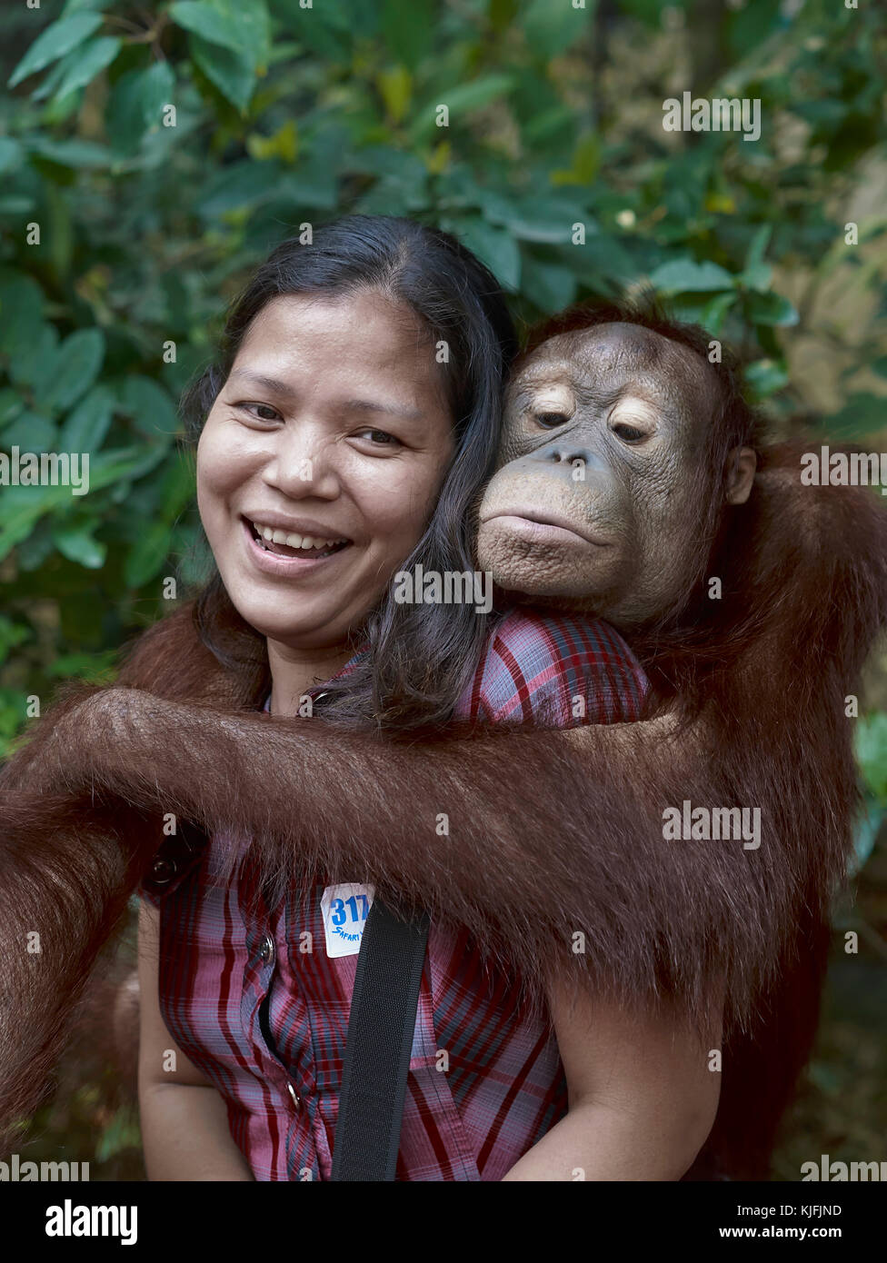 Orangutan abbracciare e baciare una turista femminile al Safari World Bangkok Thailandia. Interazione umana animale Foto Stock
