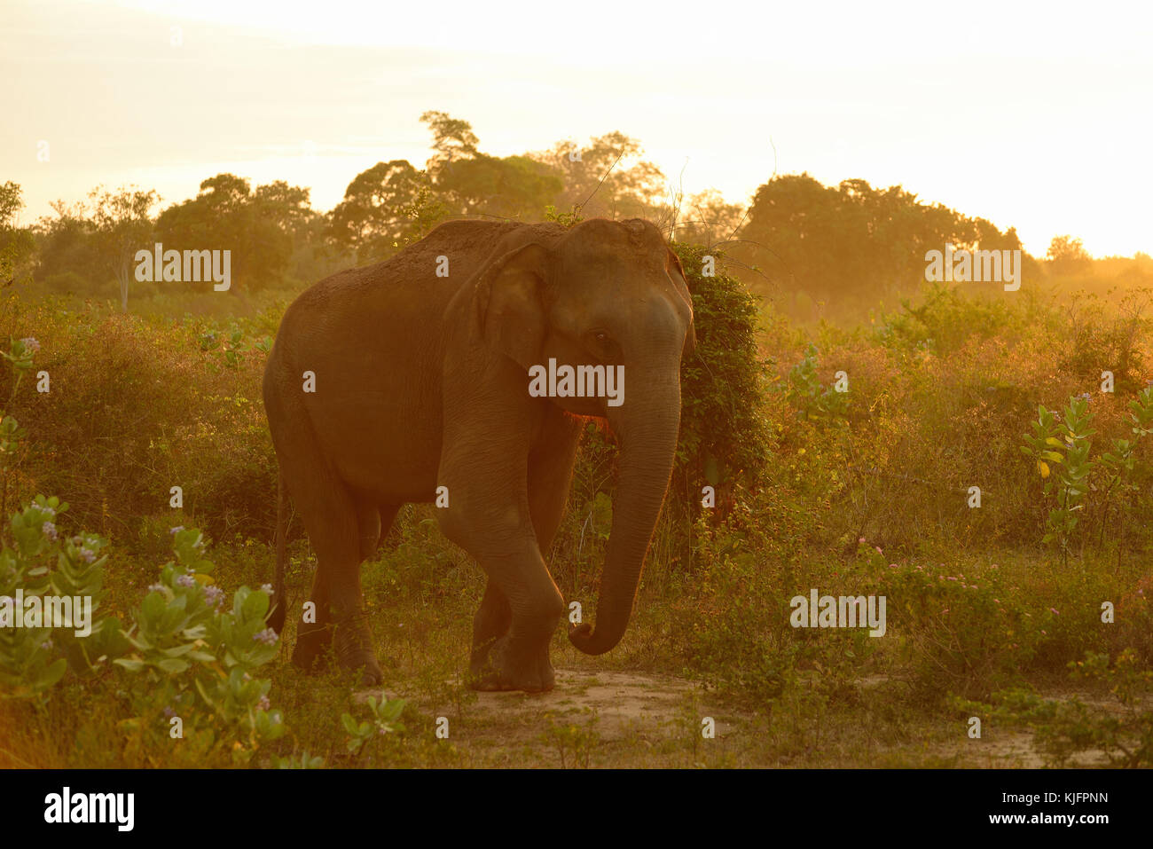 La fauna selvatica elefante in safari in Udawalawe parco nazionale in Sri lanka Foto Stock