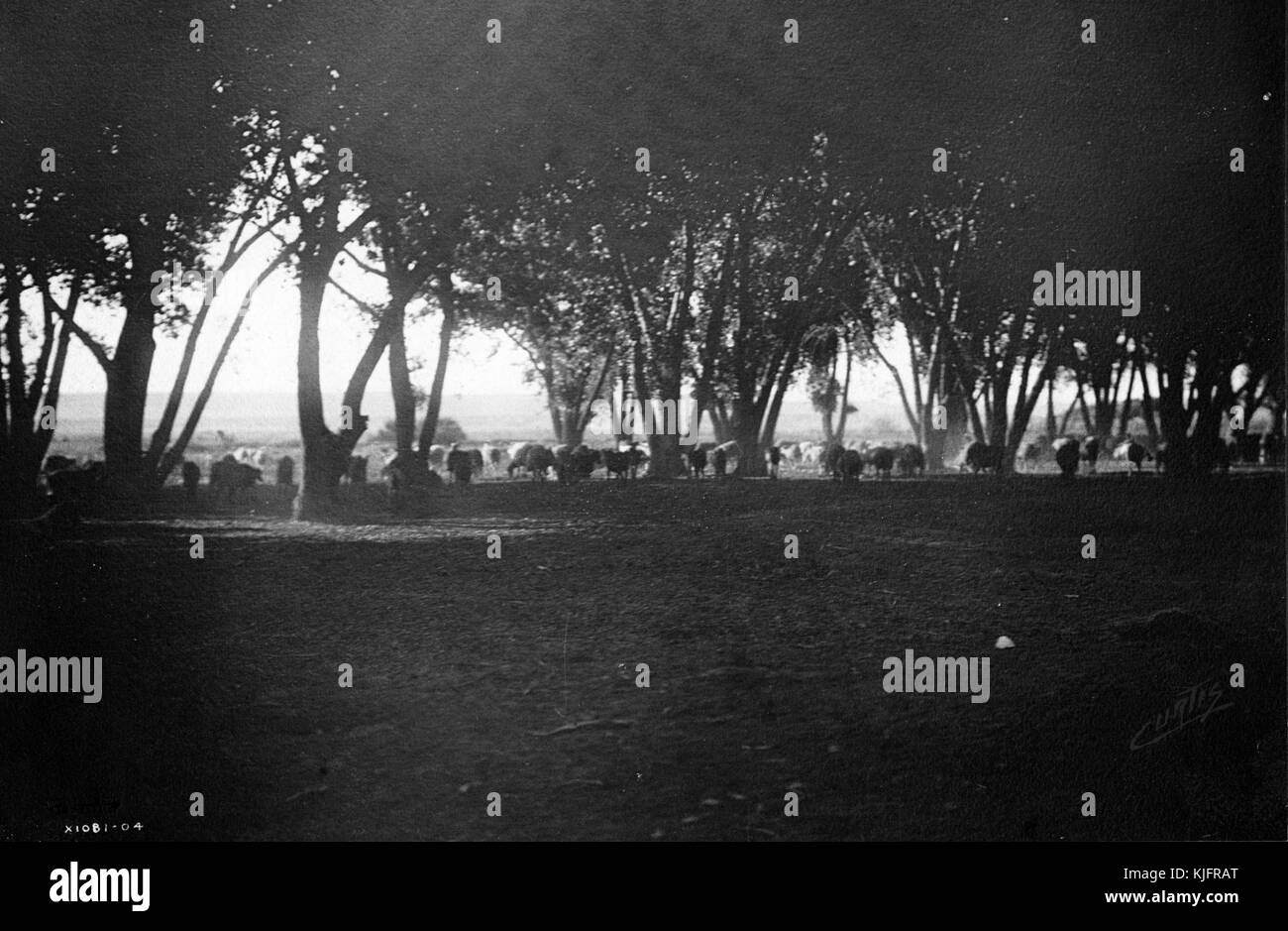 Fotografia di una grande distesa di terra, con una fila di alberi e una mandria di pecore sullo sfondo, intitolata "Under the Cottonwoods, A Choice of the Navajo Reservation in Arizona, Shaving Sheep", di Edward S Curtis, Arizona, 1904. Dalla New York Public Library. Foto Stock