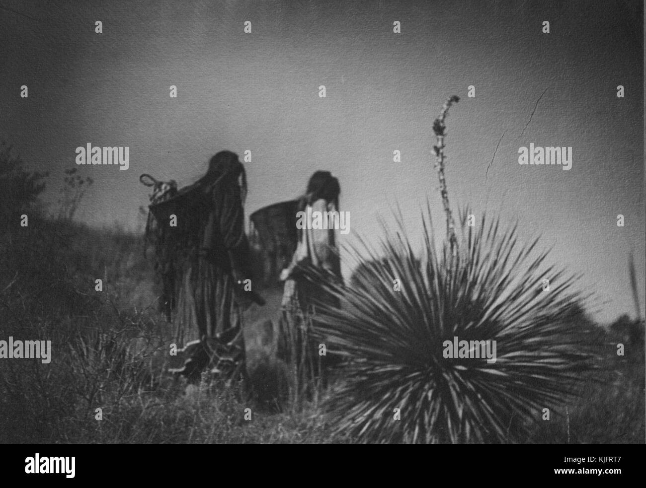 Una fotografia di due donne Apache che camminano, stavano raccogliendo le radici del cactus agave che allora cucinerebbero e mangiavano, avrebbero asciugato i avanzi per consumo o commercio più tardi, 1906. Dalla Biblioteca pubblica di New York. Foto Stock