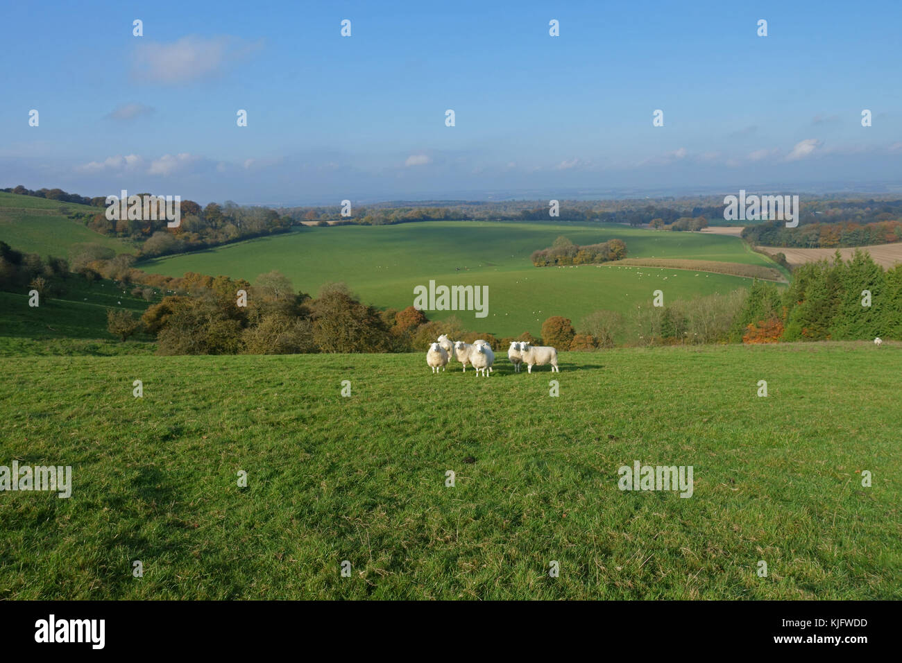 Pecore e paesaggio autunnale vista del West Berkshire dall alto della north wessex dows vicino a hungerford, novembre Foto Stock