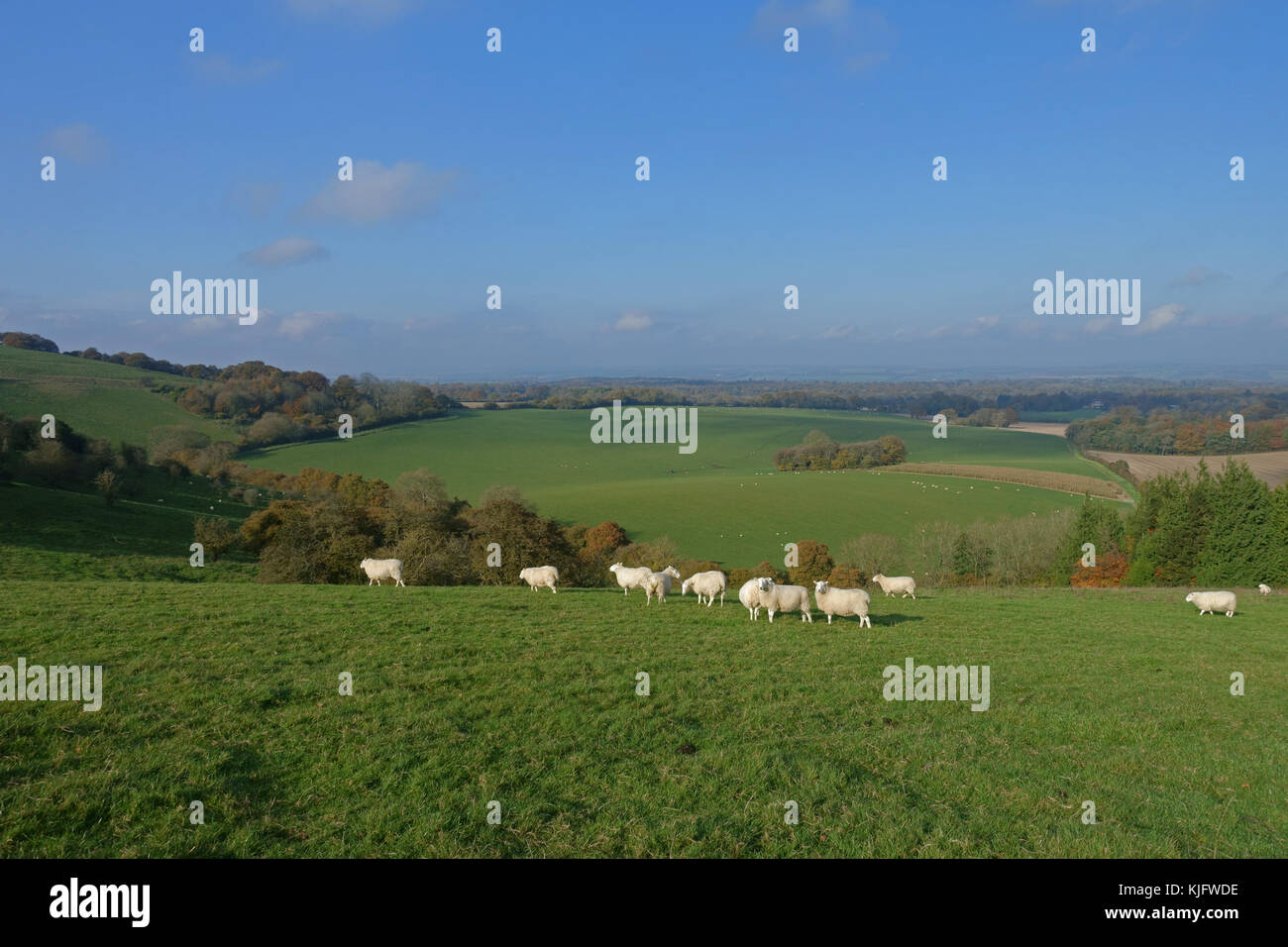 Pecore e paesaggio autunnale vista del West Berkshire dall alto della north wessex dows vicino a hungerford, novembre Foto Stock