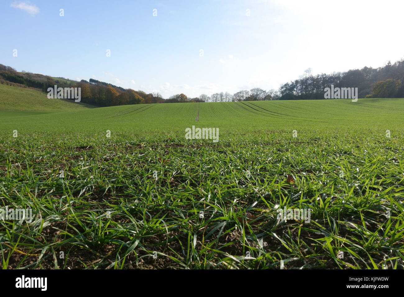 Il livello del terreno vista di righe di giovani tillering piante di frumento in autunno, berkshire, novembre Foto Stock