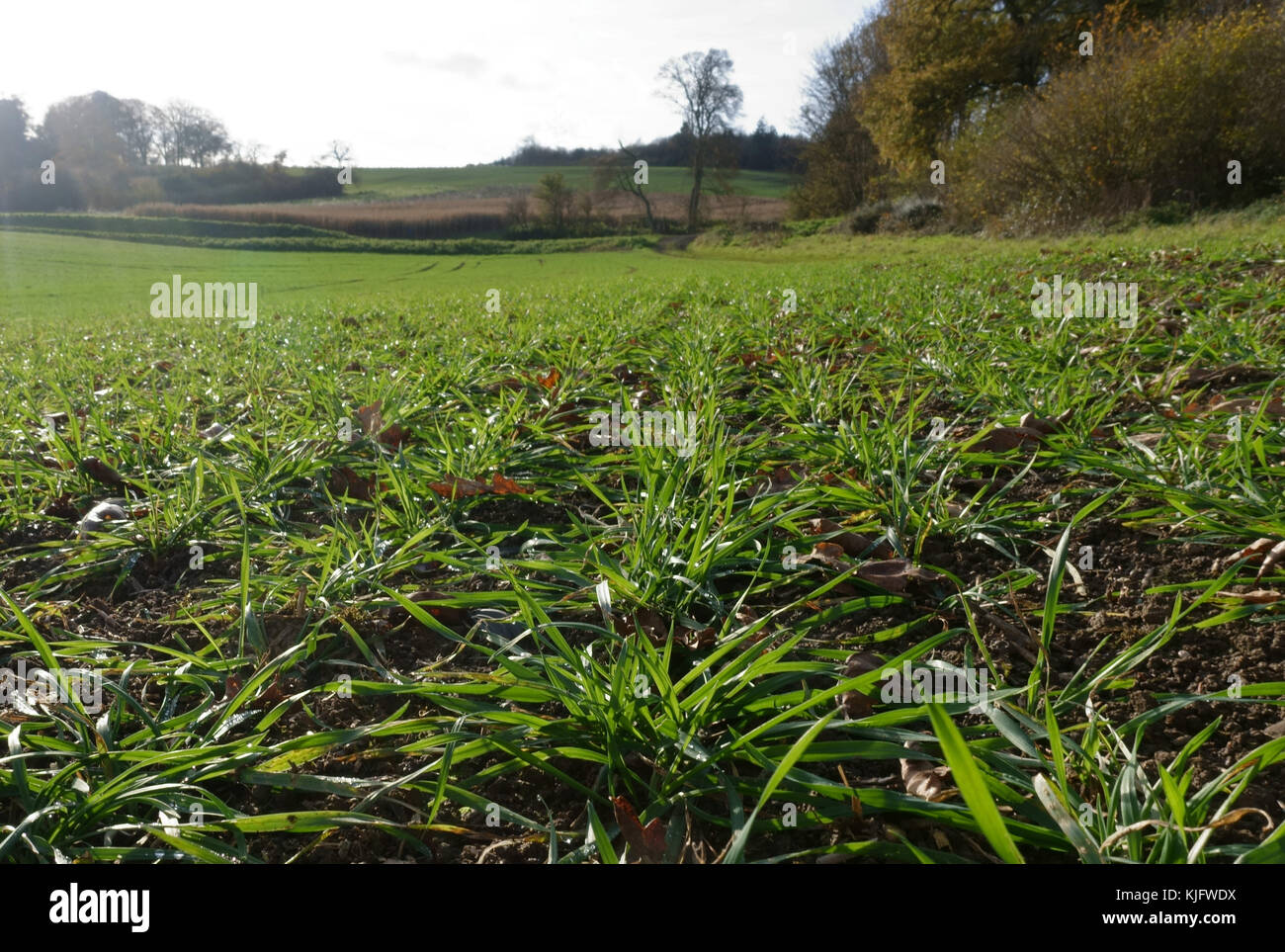 Il livello del terreno vista di righe di giovani tillering piante di frumento in autunno, berkshire, novembre Foto Stock