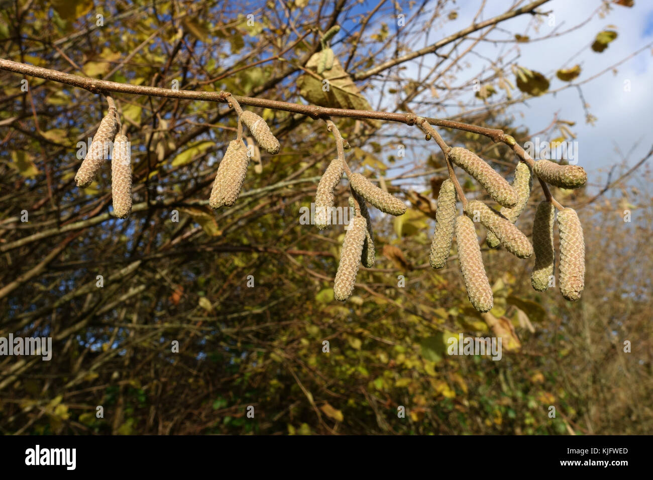 I giovani ramoscelli, monoica fiori maschili, di comune hazel formando ed allungandosi in autunno come le foglie cadono, berkshire, novembre Foto Stock