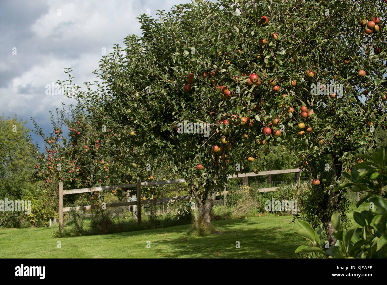 Alberi maturi in un frutteto di mele da giardino domestico con frutti rossi maturi di pippin d'arancia di cox e altri alberi in frutti completi, Berkshire, settembre Foto Stock