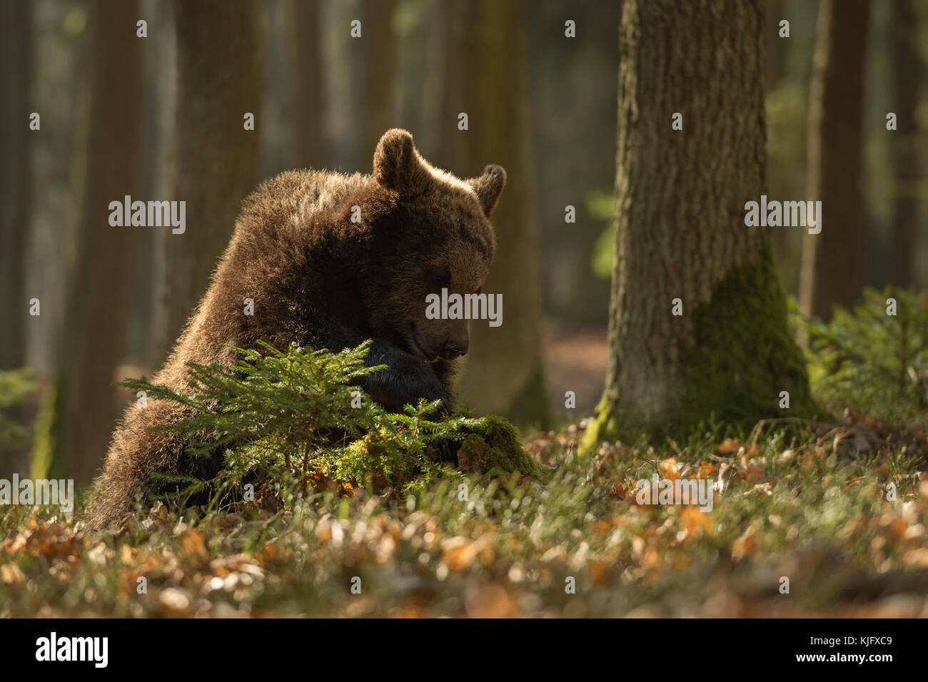 Unione orso bruno / Europaeischer Braunbaer ( Ursus arctos ), giocoso giovani cub, seduti nei boschi, giocando con un piccolo albero, l'Europa. Foto Stock
