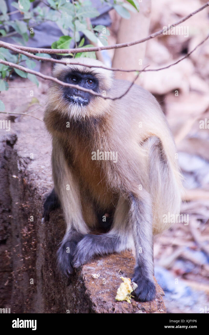 Monkey seduto su una parete Foto Stock