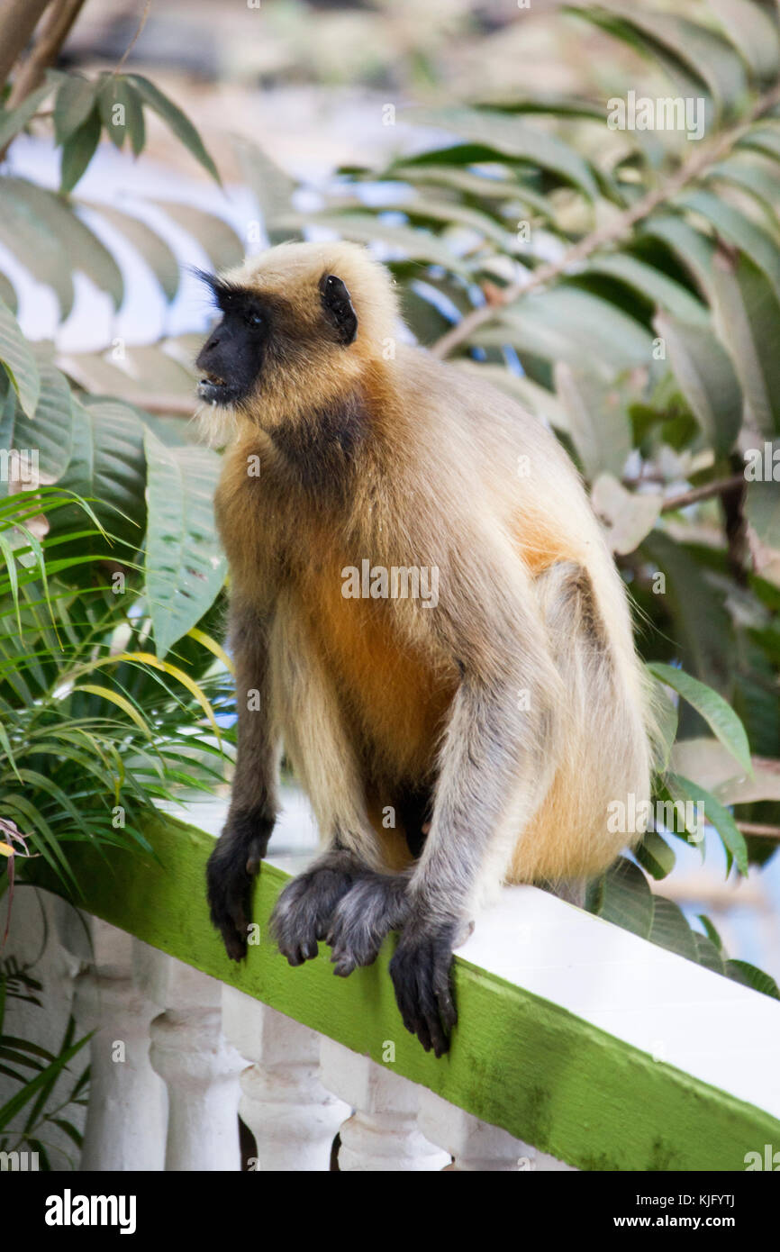 Monkey seduto su una parete Foto Stock